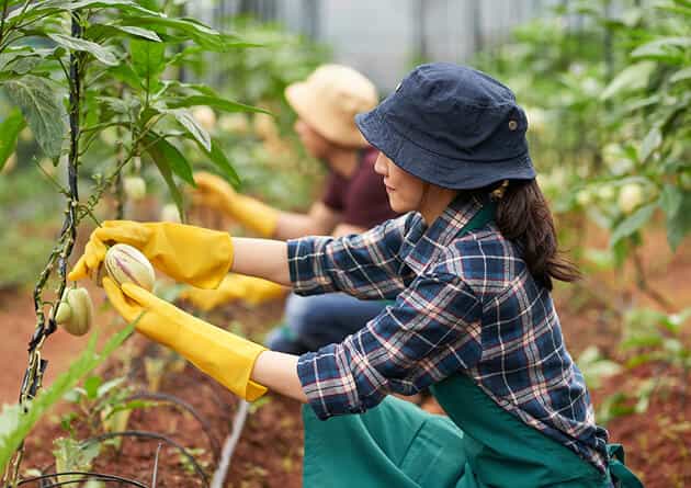 Modern Agriculture - 开云体育